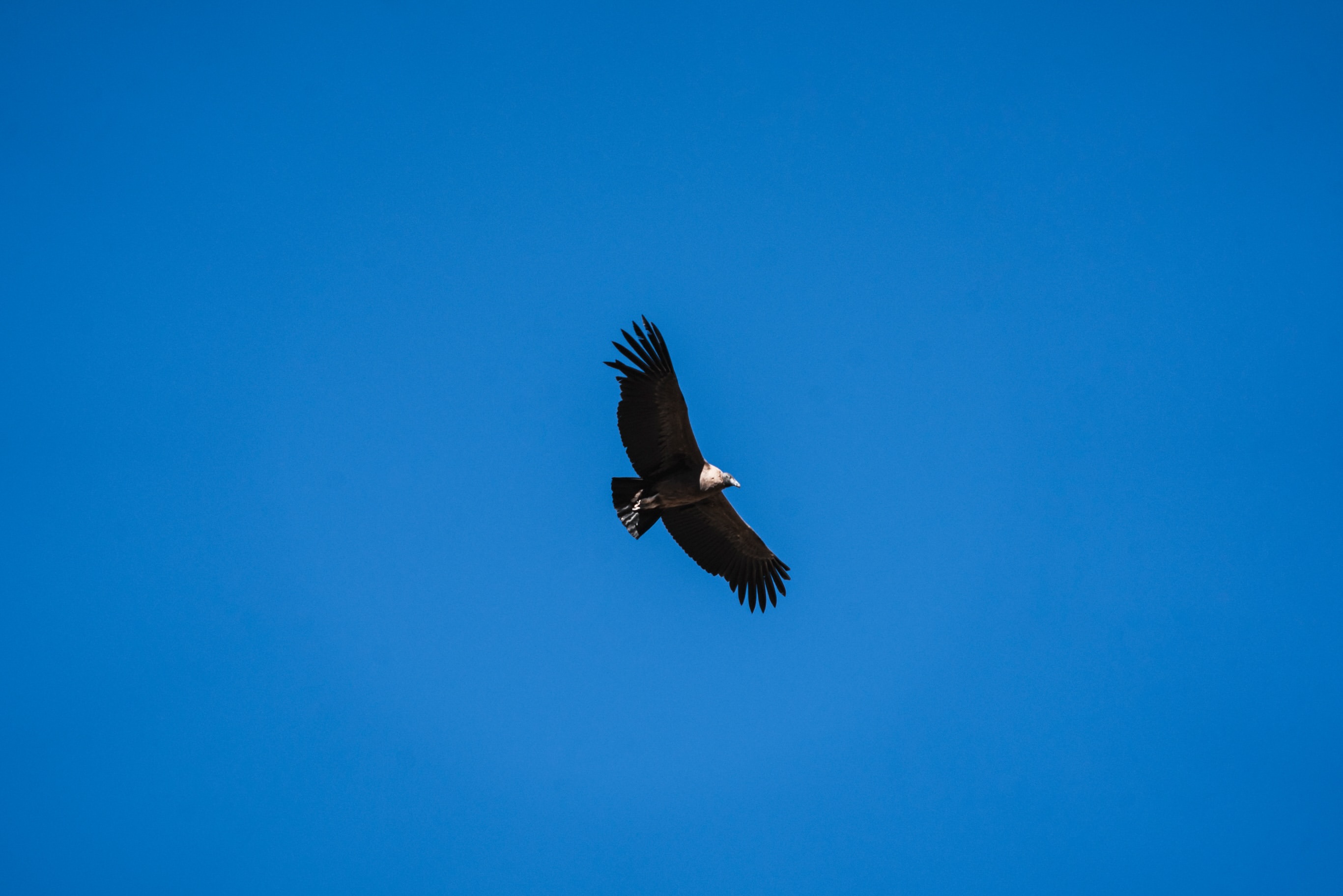 Andean condor in flight above the Colca Canyon region